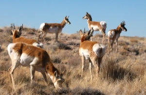 Pronghorns. Not the deer I saw in the foothills, but slow walking got me close to these pronghorn antelope in the Petrified Forest in Arizona earlier this year. January 2009, photo © 2009 by Lesley Goddin. All rights reserved. 