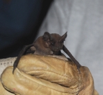 Bat photo provided by Michelle McCaulley, Rio Grande Basin Bat Project, all rights reserved