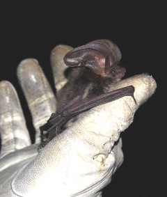 Bat photo provided by Michelle McCaulley, Rio Grande Basin Bat Project, all rights reserved